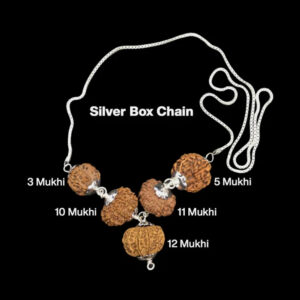Rudraksha Combination for Navagraha Shanti 3,5,10,11,12 Mukhi Nepal In Silver Chain