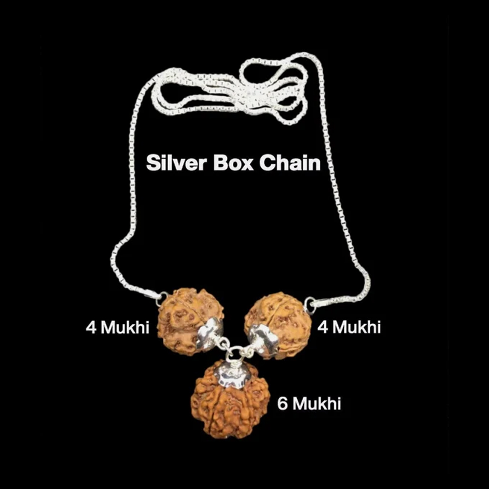 Rudraksha Combination for Students 4,4,6 Mukhi Nepal In Silver Chain
