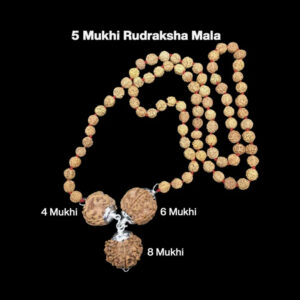 Rudraksha Combination for Creativity 4,6,8 Mukhi Nepal In Rudraksha Mala