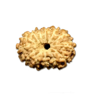 13 Mukhi Indonesian Rudraksha Tiny