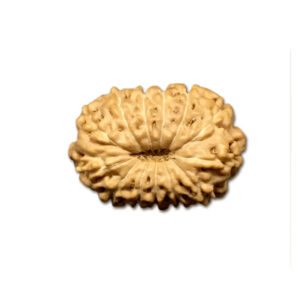 13 Mukhi Indonesian Rudraksha Small