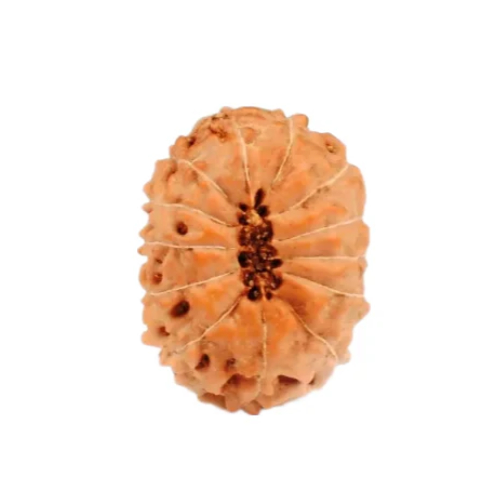 13 Mukhi Indonesian Rudraksha Medium
