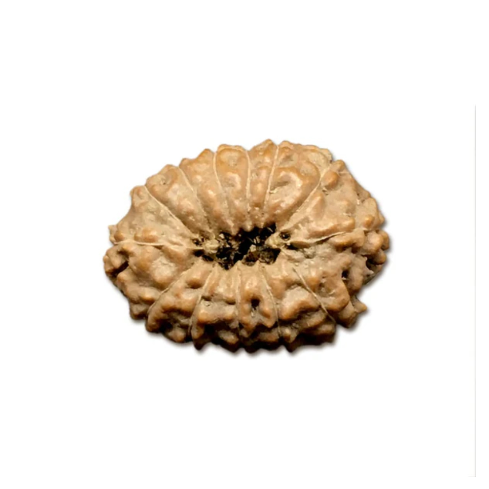 13 Mukhi Indonesian Rudraksha Large