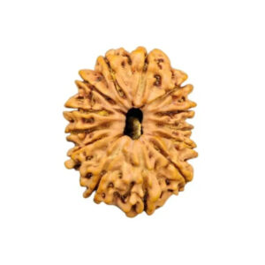 13 Mukhi Nepal Rudraksha Small