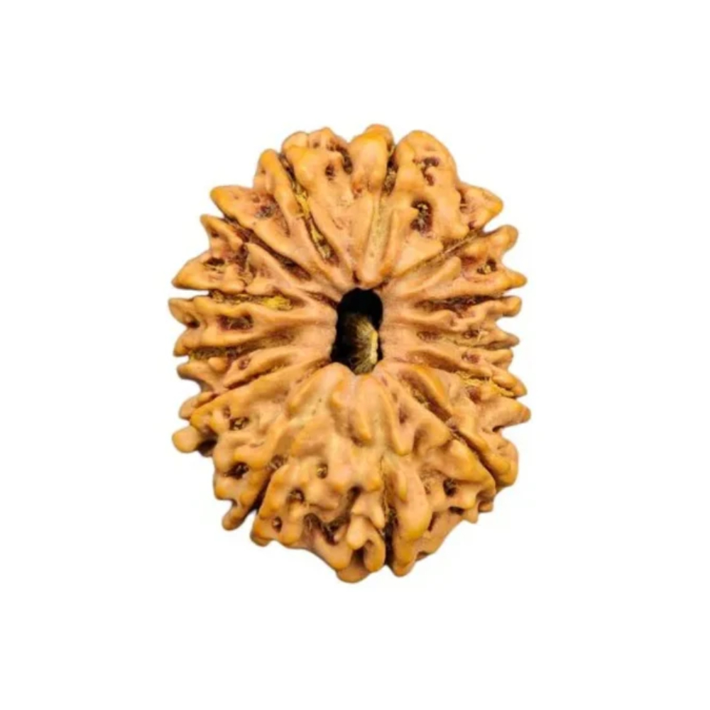 13 Mukhi Nepal Rudraksha Small