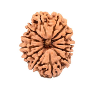 13 Mukhi Nepal Rudraksha Medium