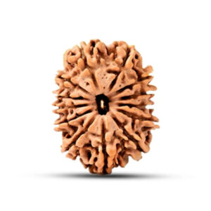 13 Mukhi Nepal Rudraksha Large