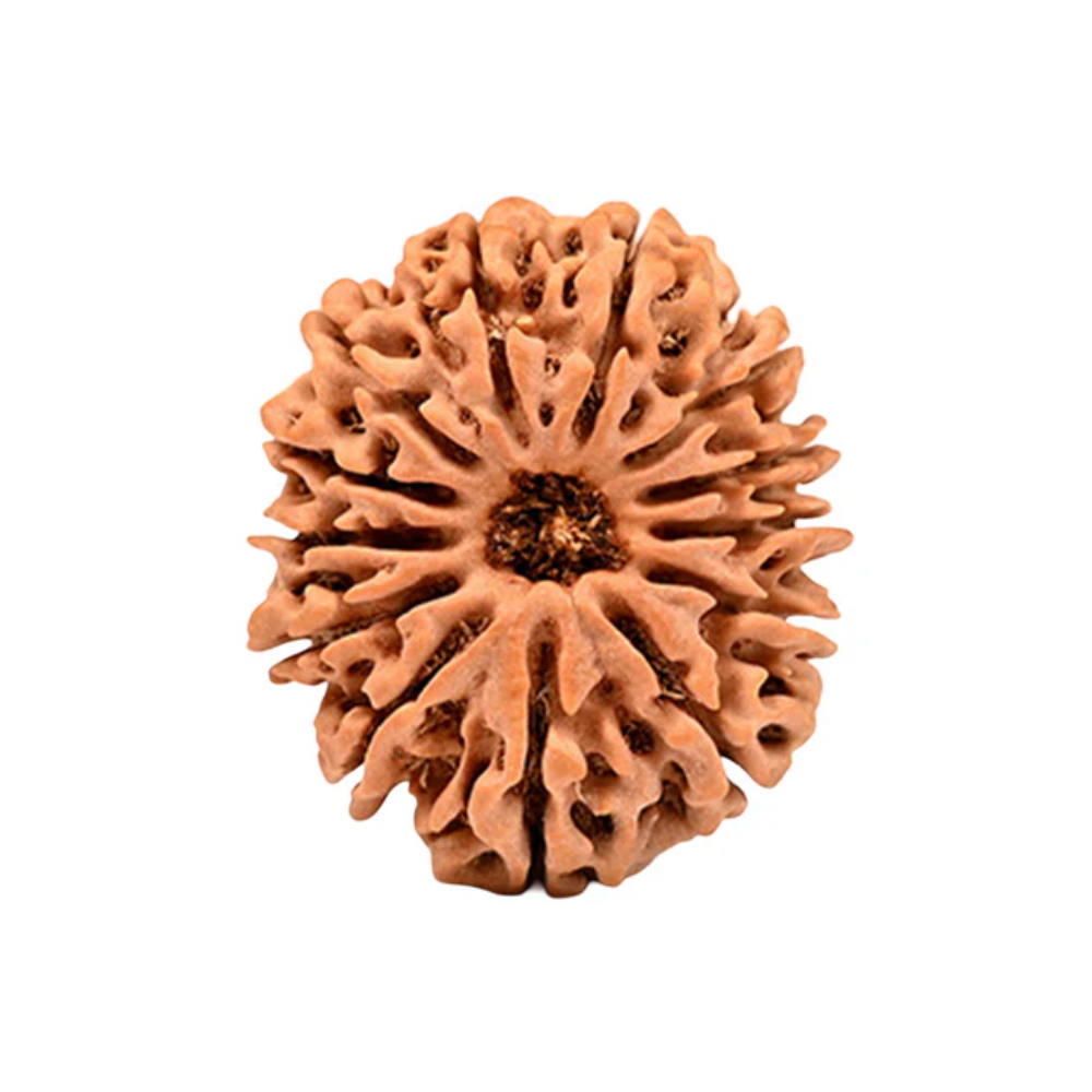 13 Mukhi Nepal Rudraksha Collector