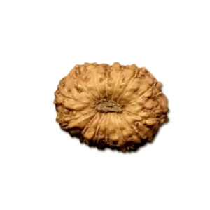 14 Mukhi Indonesian Rudraksha Small