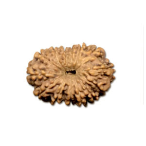 14 Mukhi Indonesian Rudraksha Medium