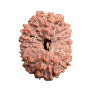 14 Mukhi Indonesian Rudraksha Collector