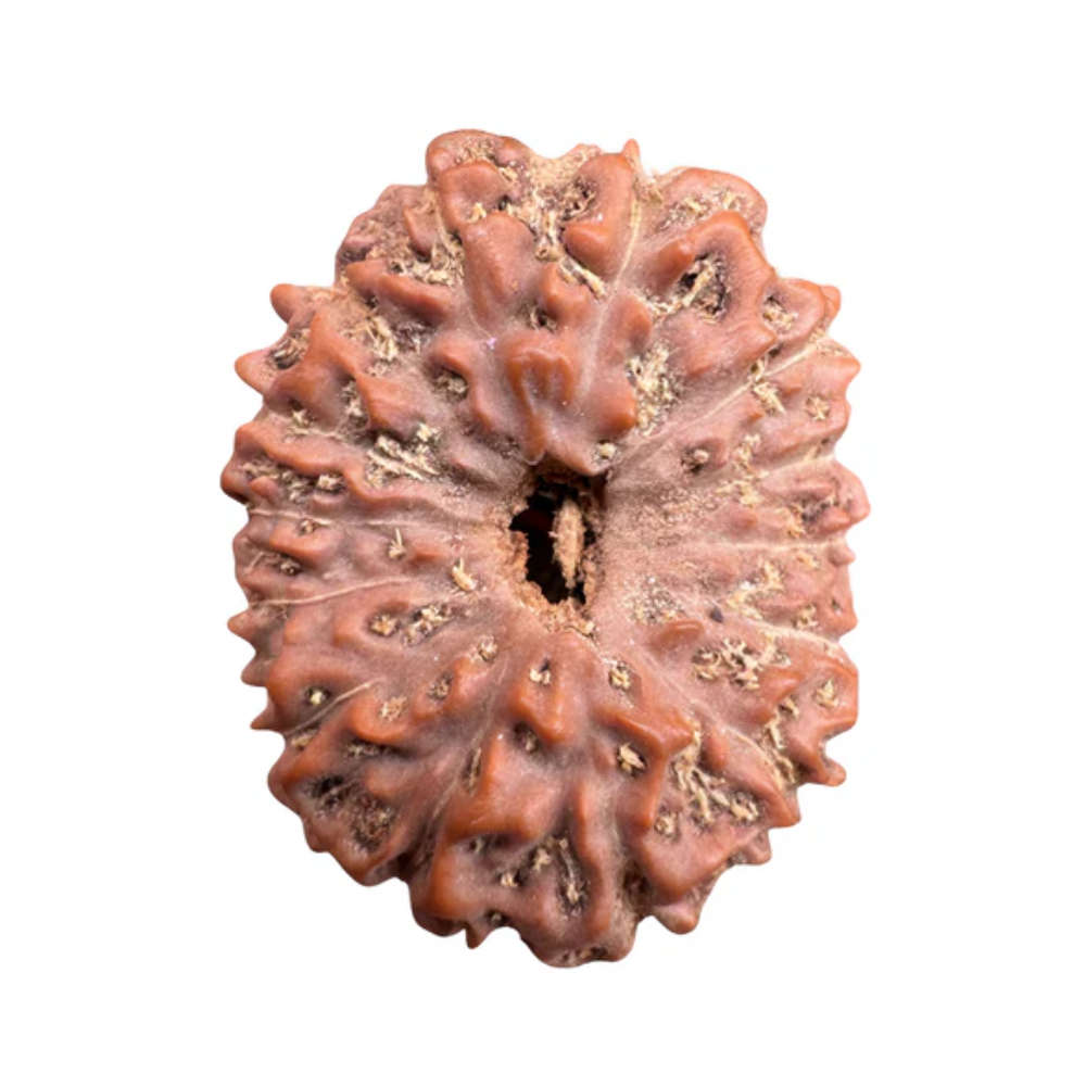 14 Mukhi Indonesian Rudraksha Collector