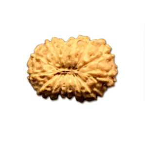 14 Mukhi Indonesian Rudraksha Tiny