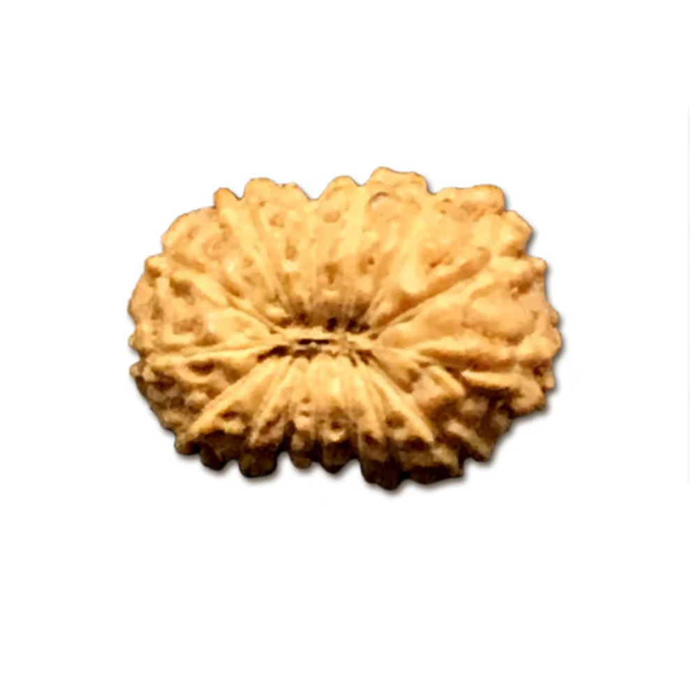 14 Mukhi Indonesian Rudraksha Tiny