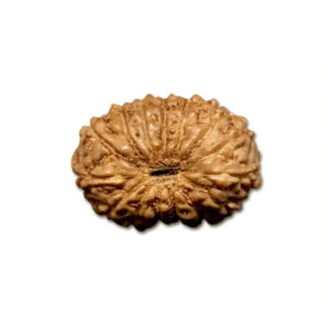 15 Mukhi Indonesian Rudraksha Small