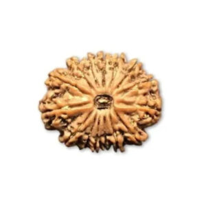 15 Mukhi Nepal Rudraksha Small