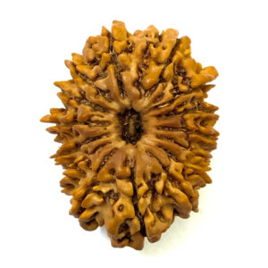 15 Mukhi Nepal Rudraksha Medium