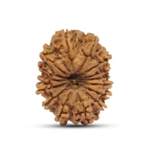 15 Mukhi Nepal Rudraksha Large