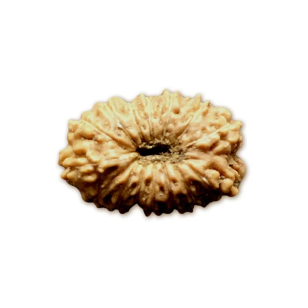 16 Mukhi Indonesian Rudraksha Small