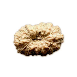 17 Mukhi Indonesian Rudraksha Small