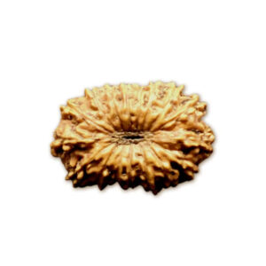 17 Mukhi Indonesian Rudraksha Medium