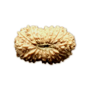 18 Mukhi Indonesian Rudraksha Small