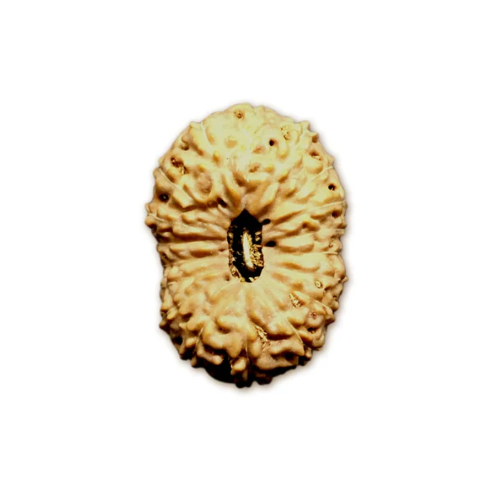 18 Mukhi Indonesian Rudraksha Large