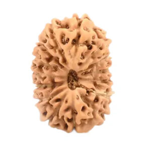 19 Mukhi Indonesian Rudraksha Large