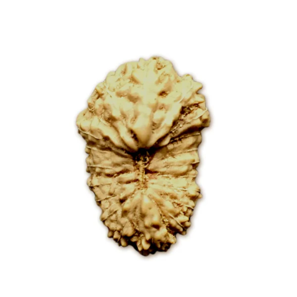 20 Mukhi Indonesian Rudraksha Medium