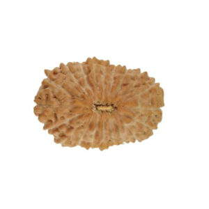 20 Mukhi Indonesian Rudraksha Large