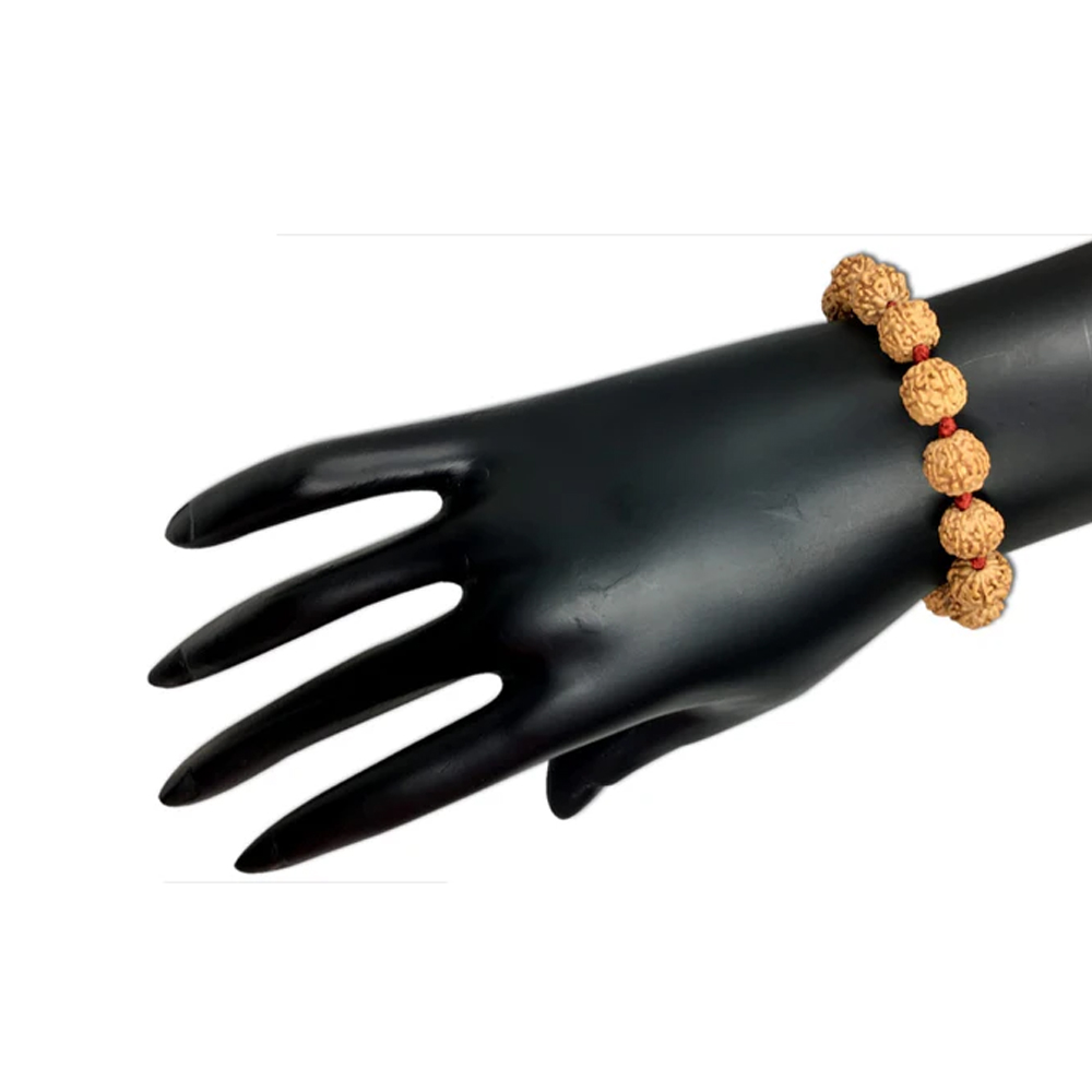 6 Mukhi Indonesian Rudraksha Bracelet In Adjustable Thread - Image 2