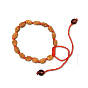 2 Mukhi Indonesian Rudraksha Bracelet In Adjustable Thread