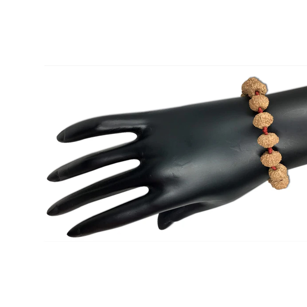 10 Mukhi Indonesian Rudraksha Bracelet In Adjustable Thread - Image 2