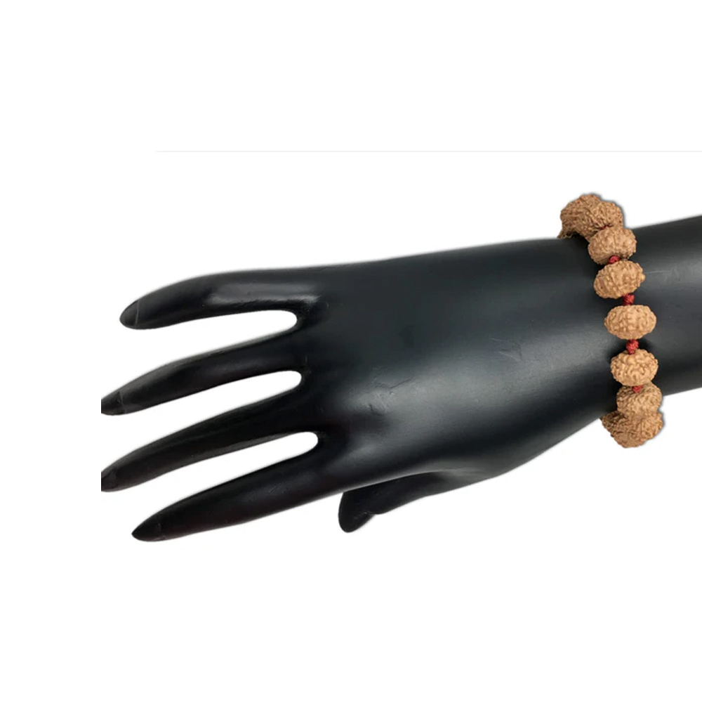 7 Mukhi Indonesian Rudraksha Bracelet In Adjustable Thread - Image 2