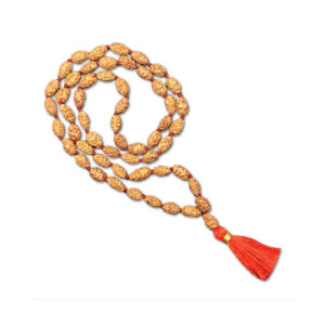 2 Mukhi Indonesian Rudraksha Mala 54 Beads (12mm-14mm)