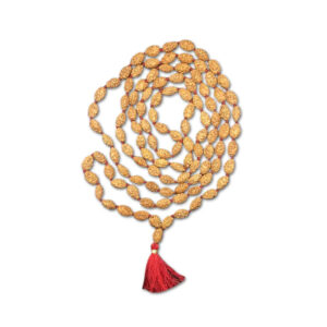 2 Mukhi Indonesian Rudraksha Mala 108 Beads (7mm-9mm)